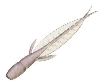 EVERGREEN INTERNATIONSL C-4 LEECH - 0