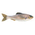 Live Croaker