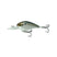 Threadfin Shad