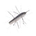 #268 Electric Shad