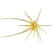 #291 Edge Shrimp