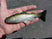 Green Gizzard Shad