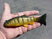 Yellow Perch