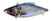 Lectric Shad (Silver)
