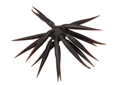 HIDEUP COIKE FISH M ELASTOMER