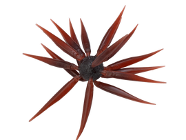 Buy 108-scuppernong HIDEUP COIKE FISH M ELASTOMER