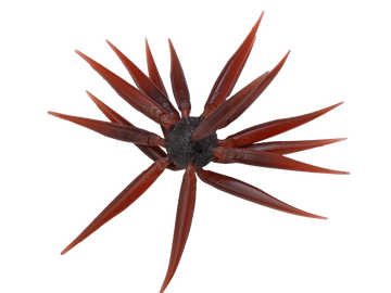 Buy 108-scuppernong HIDEUP COIKE FISH M ELASTOMER