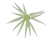 #286 Squash Lemon