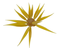 Buy 263-kuririnkintoki HIDEUP COIKE FISH M ELASTOMER
