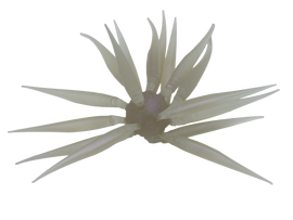 Buy 267-clear-wakasagi HIDEUP COIKE FISH M ELASTOMER