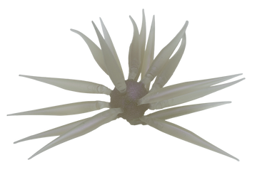 Buy 267-clear-wakasagi HIDEUP COIKE FISH M ELASTOMER