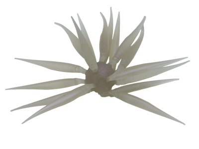 HIDEUP COIKE FISH M ELASTOMER