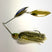 Gold Shad Willow/Willow