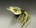 Leopard Frog