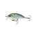 Threadfin Shad