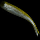 NLBN 8" STRAIGHT TAIL-4