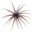 HIDEUP COIKE FULLCAST-7