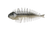 DC051 - Gill