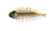 DC060 - Green Pumpkin Fish