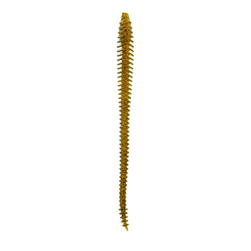 Buy green-pumpkin-pro 6TH SENSE BOOSA 6.5 SHAKEY WORM