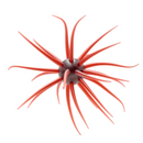 HIDEUP COIKE FULLCAST-3