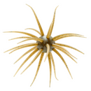 HIDEUP COIKE FULLCAST-4