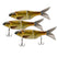 Golden Shiner
