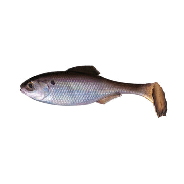 Buy live-gizzard-shad 6TH SENSE PANORAMA SWIMBAIT - UNRIGGED