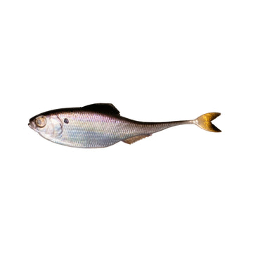 6TH SENSE FICTION SHAD