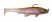 Lite Trout - 008