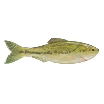 Buy live-baby-bass 6TH SENSE PLUMP PANORAMA 5.0