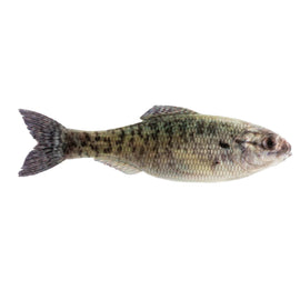 Buy live-crappie 6TH SENSE PANORAMA
