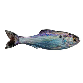 Buy live-gizzard-shad 6TH SENSE PANORAMA