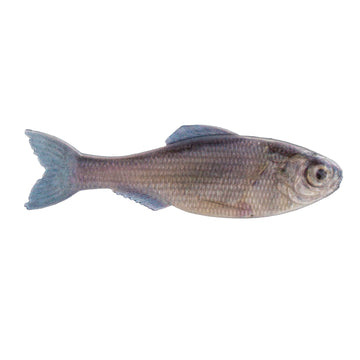 Buy live-minnow 6TH SENSE PANORAMA