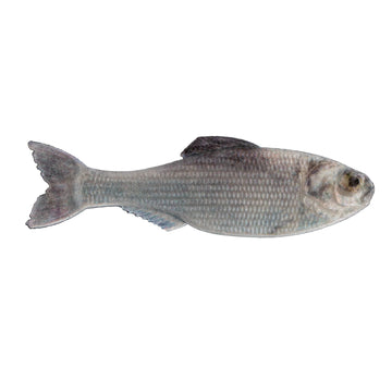 Buy live-shad 6TH SENSE PANORAMA