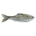 Live Threadfin Shad