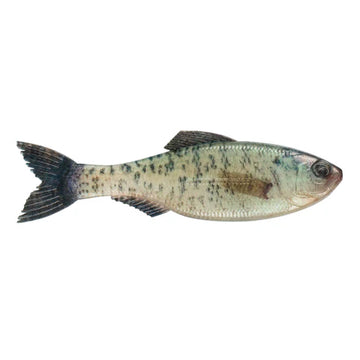 Buy live-crappie 6TH SENSE PLUMP PANORAMA 5.0