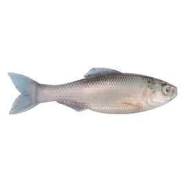 Buy live-minnow 6TH SENSE PANORAMA PLUMP 5.0