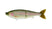 #31 EO Trout
