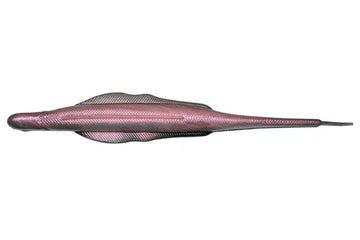 NORIES LADY BALANCE 5.8"