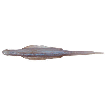 NORIES LADY BALANCE 5.8" - 0