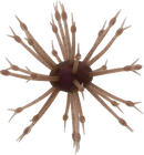 G-RATT POP-A-WEB-12