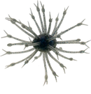 G-RATT POP-A-WEB-8