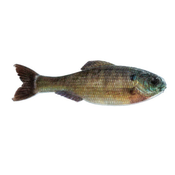 Buy live-bluegill 6TH SENSE PANORAMA