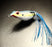 Sexy Shad