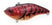 Western Craw
