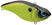 Western Chartreuse Black Back
