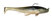 Smoke Shad - 003