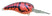 Electric Red Craw