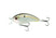 Ghost Threadfin Shad